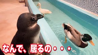 ちょっと目を離した隙にプールを占領されていじけるペンギンが悲し過ぎた・・・