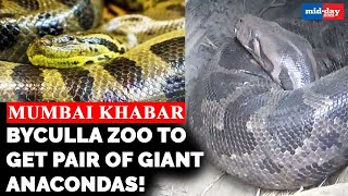 Byculla Zoo to get a pair of giant anacondas! | MUMBAI KHABAR