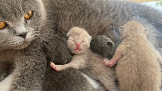 生後5日目の子猫たち