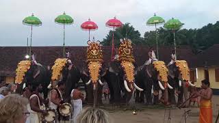 പാമ്പാടി രാജൻ | തുറവൂർ ഉത്സവം | Thuravoor Utsavam 19