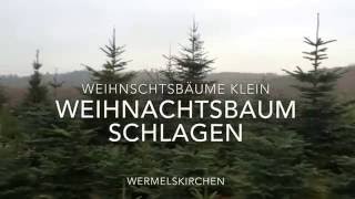 Weihnachtsbaum schlagen