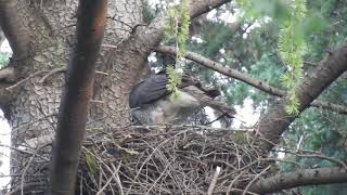 オオタカの鳴き声　オス　メスで巣のメンテ