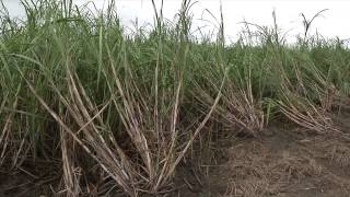 Anderson Tours Isaac Crop Damage