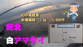 紀北の白アマダイ  【解説】