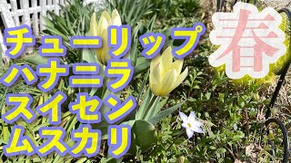 Flower601ガーデン🌸チューリップ・ハナニラ・スイセンと薔薇達の新芽とその他の花々