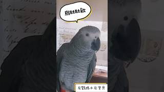 灰鸚鵡小灰寶貝說：蓮～～木瓜！鳥肚肚欸～好玩！#小灰寶貝parrot #灰鸚鵡愛說話 #灰鸚鵡愛講話 #灰鸚鵡小灰 #灰鸚鵡小灰寶貝