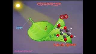 Photosynthesis (সালোকসংশ্লেষ অ্যানিমেশন  )