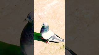 #youtube:সখ সবুজ: সুন্দর কবুতরের জাত #shorts #trending #video #pigeon #ytshort