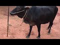 കാസർഗോഡ് കുള്ളൻ പശുക്കൾ വിലയും വിഷേശങ്ങളും cow for sale 📲 91 73067 47737