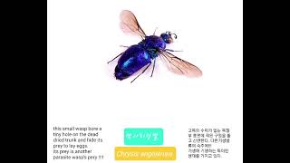 Chrysis angolensis. 먹사치청벌. Pretty but horrible....다른 기생벌의 숙주에 몰래 산란하는,, 예쁘지만 얌채인 벌 !!