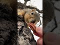 chubby boy getting his close up squirrel animals friends eating movie star handsome bangla