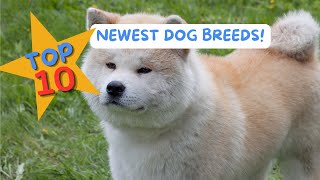 Meet the Top 10 Newest Dog Breeds of 2024! 🐕✨ | AKC \u0026 FCI Recognitions