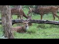 wildlife #safari #deer #deers #incrediblekarnataka