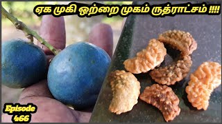 ஏக் முகி ஒற்றை முகம் ருத்ராட்சம் பற்றி அறிவோம் !!!! single Face Rudraksha