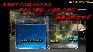 2021.4.17のキンペコ日記：産卵後直ぐ蹴り出されたキンペコ卵の人工孵化挑戦