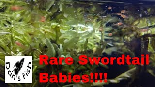 BABIES...FINALLY!!! Red Eye Red HiFin Swordtail Fry