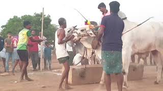 గోసానిపల్లి న్యూ కేటగిరి విభాగం బండలాగుడు పోటీలు. వడ్డే వెంకటేష్ గారి జత