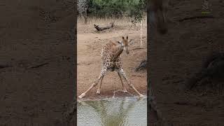 Stand to attention 🫡 #Giraffe #Africa #Wildlife #Shorts