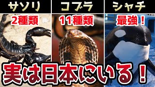 実は知られてない日本のサソリ！　コブラ！　シャチ！