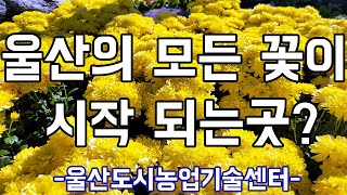 울산내 모든 꽃이 시작되는 곳?