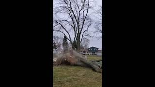 2020 Tree Felling Compilation