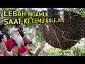 Tawon Galak Bertemu Bule, Tersengat Lebah Demi Madu Hutan Murni..!!