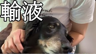 アラフィフの老犬介護/朝のルーティーン【Vlog#1】