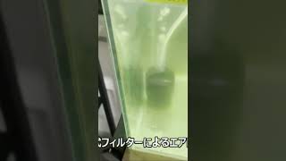 冬でも産卵するメダカの水槽飼育　#aquarium #メダカ #メダカ飼育 #メダ活