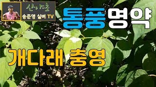 통풍의 명약 개다래 충영 알아보기 산야초TV