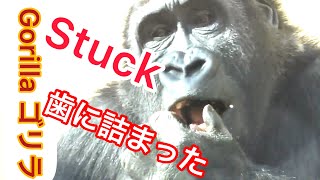 Gentaro取れない！ピーマンが歯に詰まって指でモサモサするゲンタロウ🌸Gentaros behavior is like a human doesまるで人間【Gorilla House】