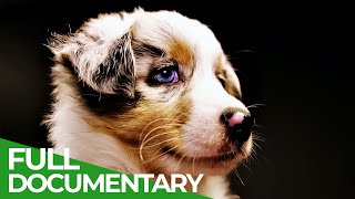 How Dogs Became Man's Best Friend | Free Documentary Nature