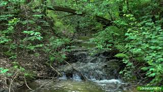 Bruit de  Ruisseau  et des oiseaux dans la Nature Pour Dormir, Méditer – Relaxation - Anti stress