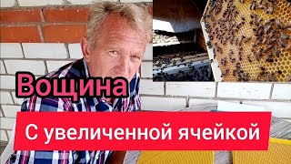 Как отстроили пчелы вощину с увеличенной ячейкой.