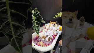 带你体验一下农村的精致小八嘎洗澡澡到底需要几步？#柴犬 #萌宠出道计划 #狗狗洗澡1