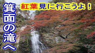 【2018年平成最後の紅葉】箕面の滝へ！【4K】