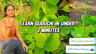 Learn Guduchi in under 3 minutes| Dravya Guna drugs explained|NCISM syllabus