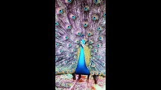 #shorts    peacock dance display🦚 मोर नृत्य🔸மயிலாட்டம்🦃മയിൽനൃത്തം▫️FHD-50Fps