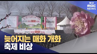 늦어지는 개화에 매화축제 비상 (2025-02-28,금/뉴스데스크/부산MBC)