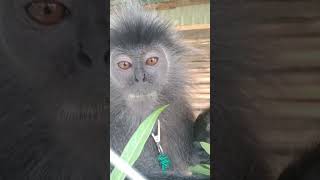 Viralll Monkey tau dengan camera Monkey lutung lucu saat mengunyah makanan-delicious monkey food