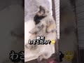 ペキニーズもんち♪邪魔するもんち🙄 shorts pekingese ペキニーズ いぬのいる生活 dog