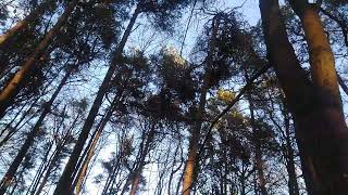 Niesamowite,ptaki piękne wydają dźwięki, nawet na prośbę człowieka.Zachwycająca natura od Boga dana.