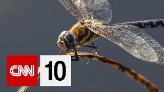 Insect Decline in the United Kingdom | November 19, 2019