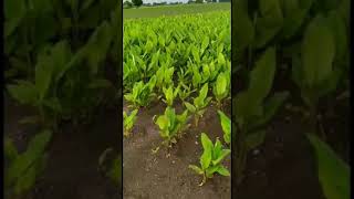 How to cultivated guntur turmeric// మా పసుపు పొలం చూదాం రండి //#shorts //#youtubeshorts🌱🌱🌱