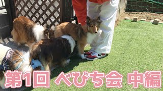 【シェルティ】第1回べびち会【中編】