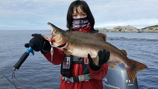 [Country life] Pink salmon fishing and garlic harvest