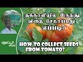 Seed collecting from Tomato | Seed saving Techniques | தக்காளியில் விதை சேகரிப்பது எப்படி? Seed collecting from Tomato | Seed saving Techniques | தக்காளியில் விதை சேகரிப்பது எப்படி?