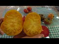 Вкусные томаты Загадка природы и Кенигсберг мне не подошли