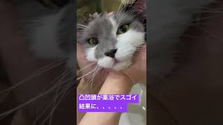 キャットグルーマー協会にて本日薬浴💦なんと凸凹頭が〜嬉しいことに、、、