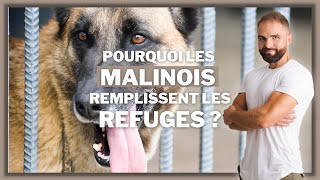 Pourquoi les Malinois remplissent les refuges ?