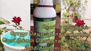 ROSEPLANTS SUMMER CARE AND TIPS IN TAMIL/best growth and immunity booster/pseudomonas fluorescence